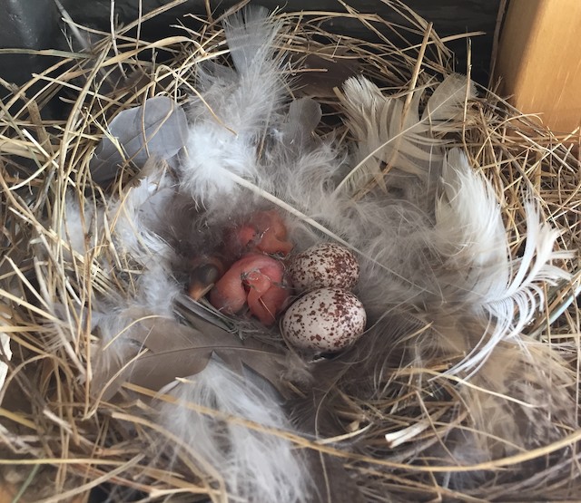 Barn Swallow nest with nestlings and eggs. - Barn Swallow - 