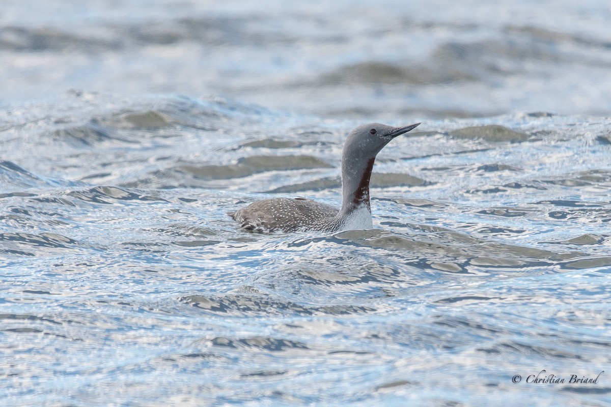 Red-throated Loon - Christian Briand