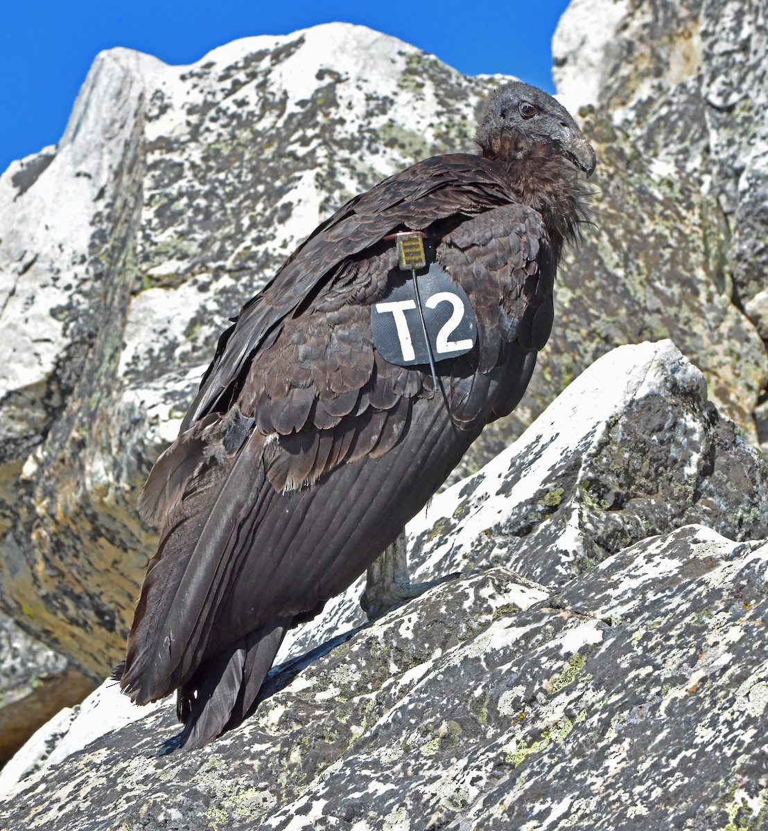 Condor de Californie - ML106902171