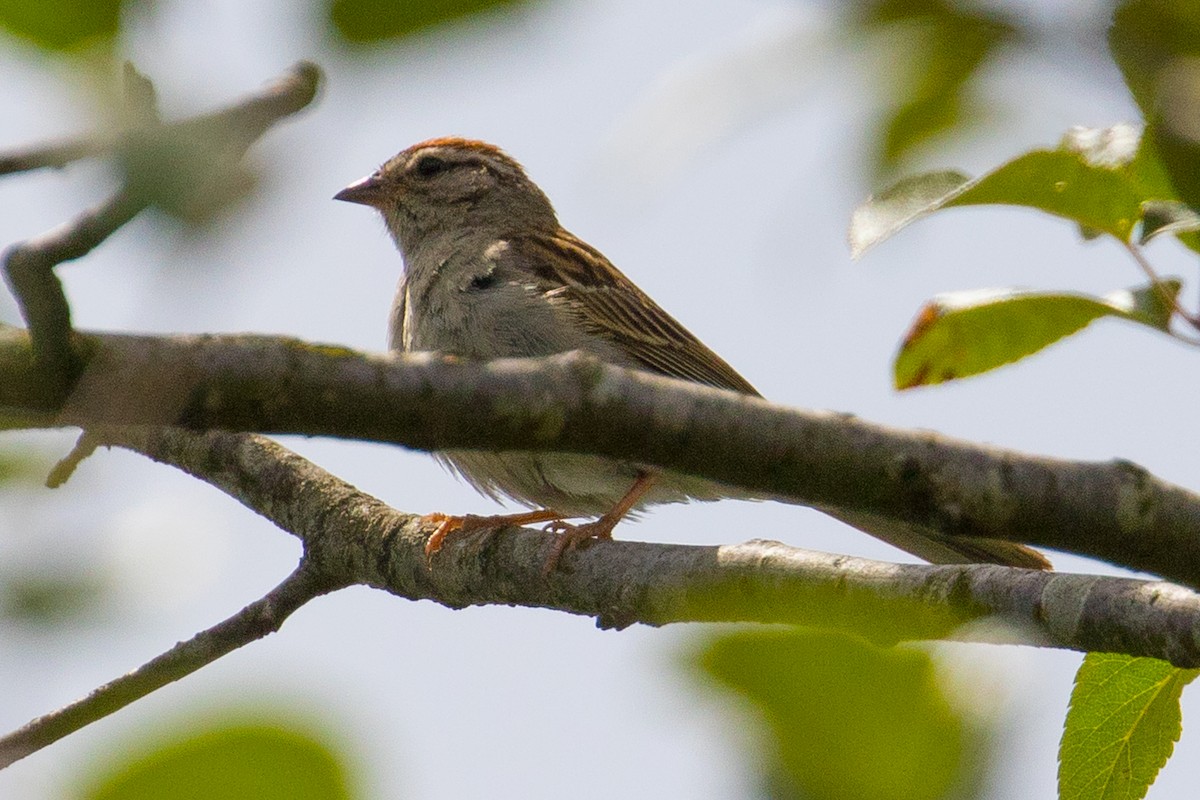 Chipping Sparrow - ML106904621