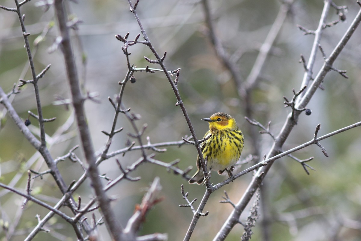 Cape May Warbler - Mark Patry
