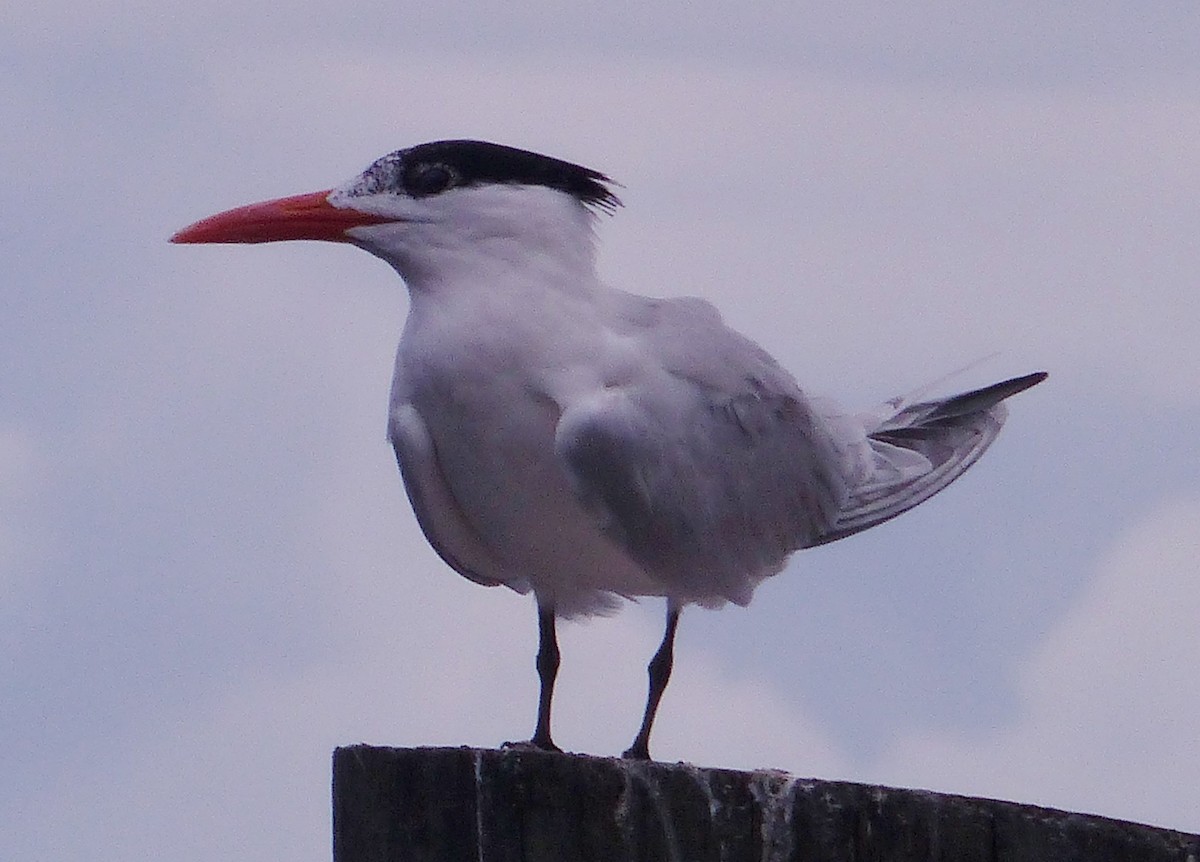 Royal Tern - Janine Robin