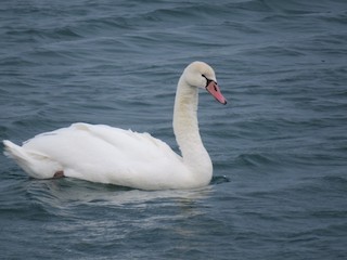 Mute Swan, ML106911671