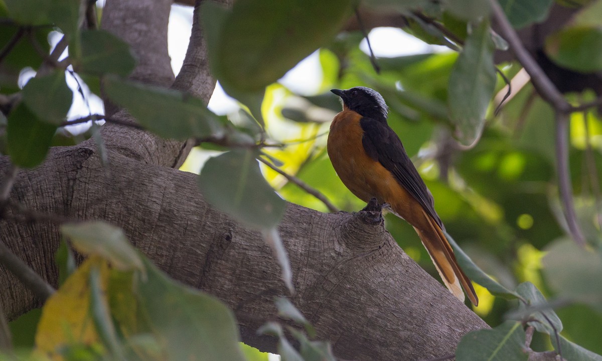 White-crowned Robin-Chat - ML106912491