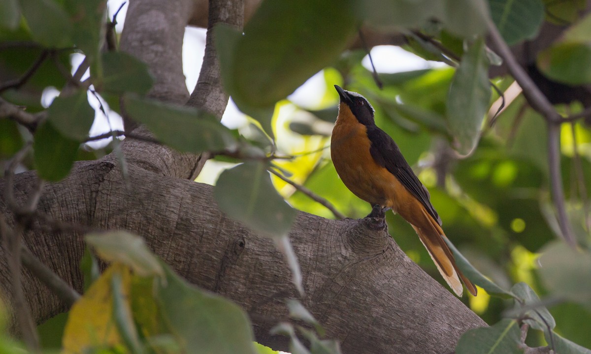 White-crowned Robin-Chat - ML106912501