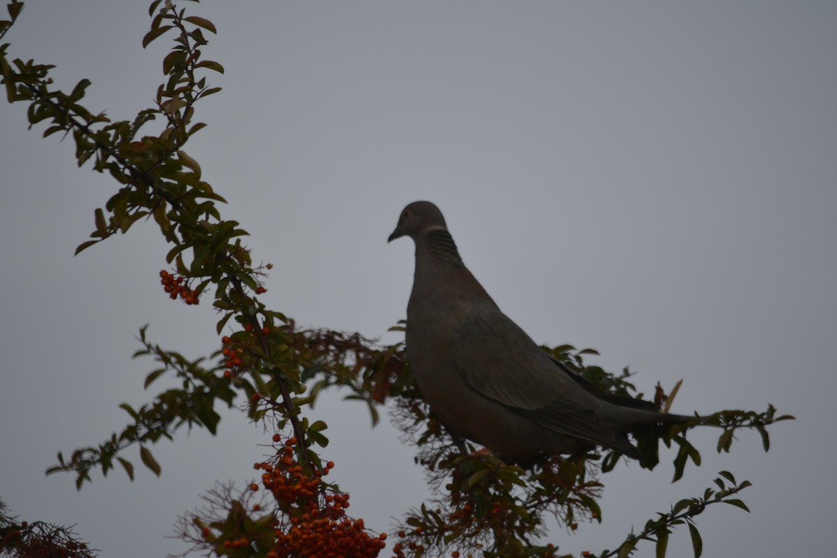 Chilean Pigeon - ML106913241