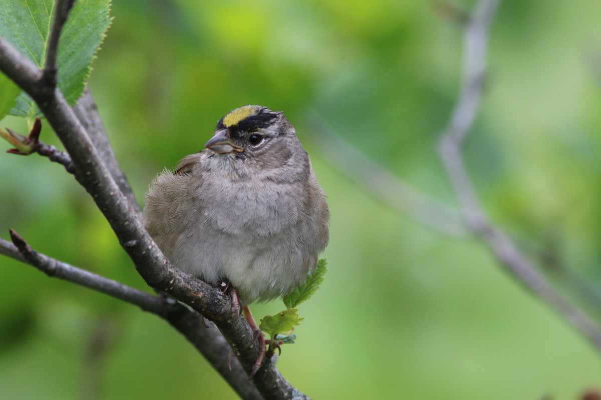 Golden-crowned Sparrow - ML106914341