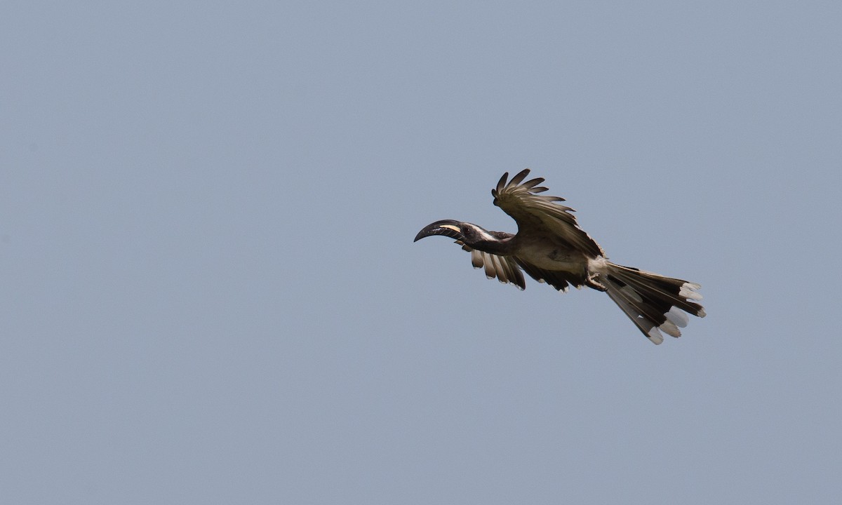 African Gray Hornbill - ML106916871