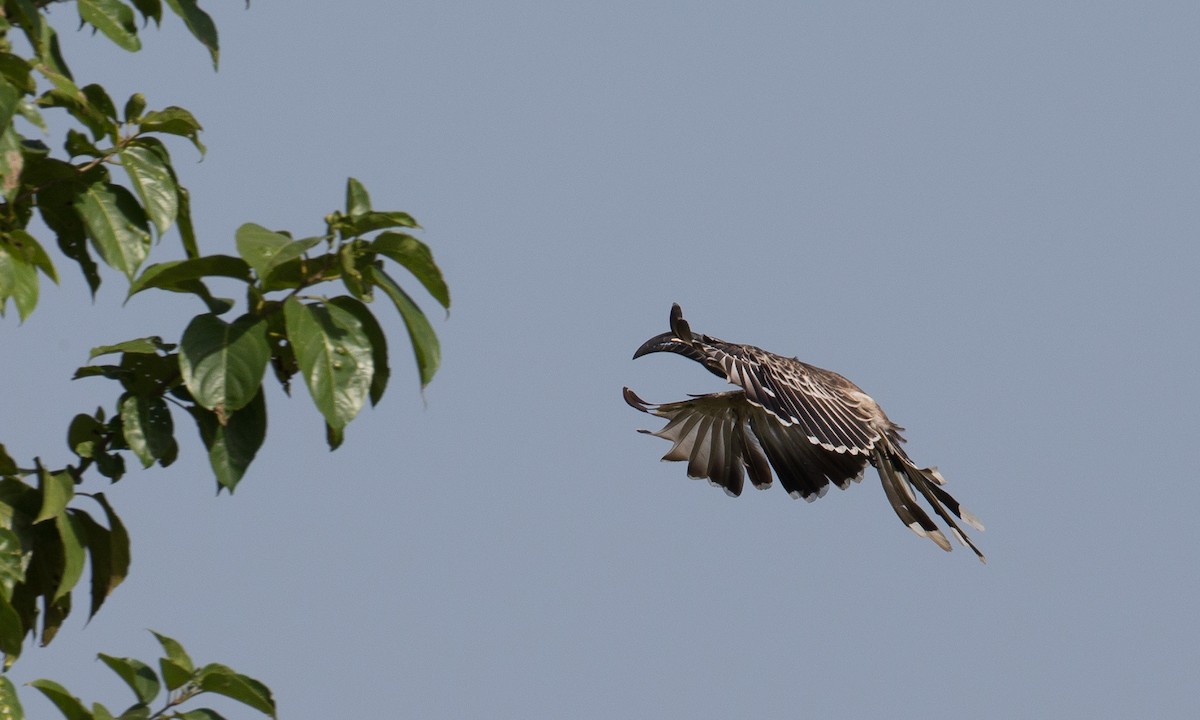 African Gray Hornbill - ML106916881