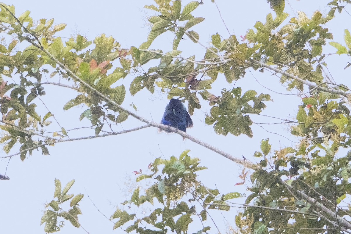 Blue Bird-of-Paradise - ML106917981