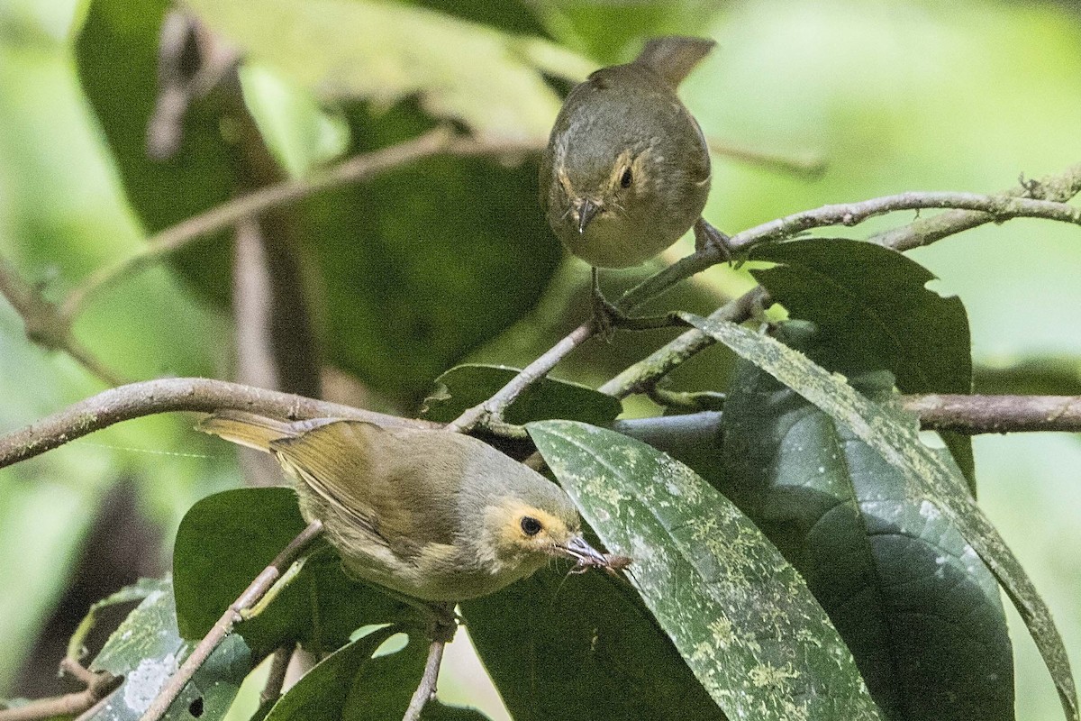 Buff-faced Scrubwren - Aethomyias perspicillatus - Birds of the World