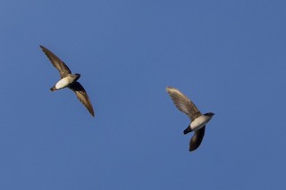  - Papuan Spinetail