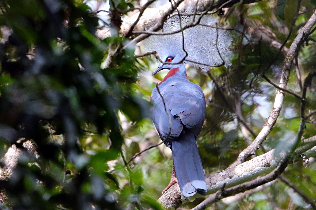 Sclater's Crowned-Pigeon - ML106922961
