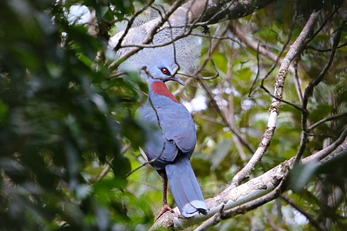 Sclater's Crowned-Pigeon - ML106922971