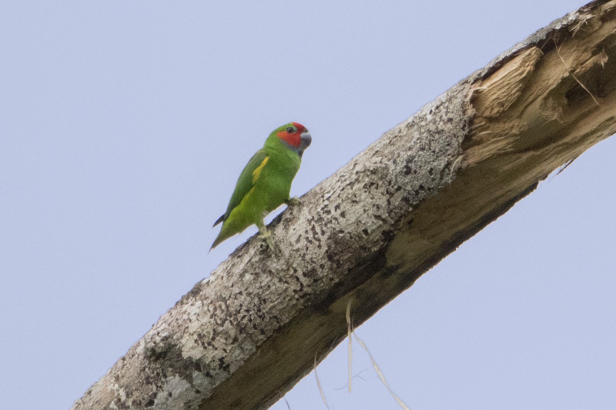 Double-eyed Fig-Parrot - ML106923111