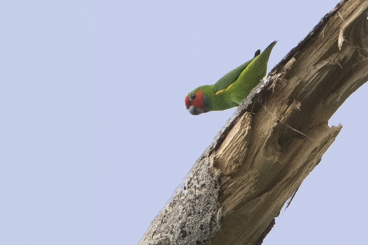 Double-eyed Fig-Parrot - ML106923121