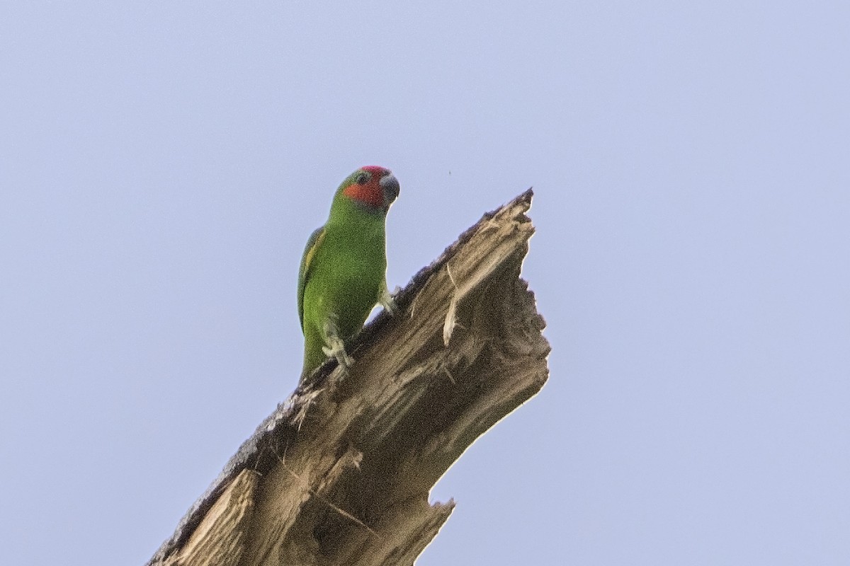 Double-eyed Fig-Parrot - ML106923131