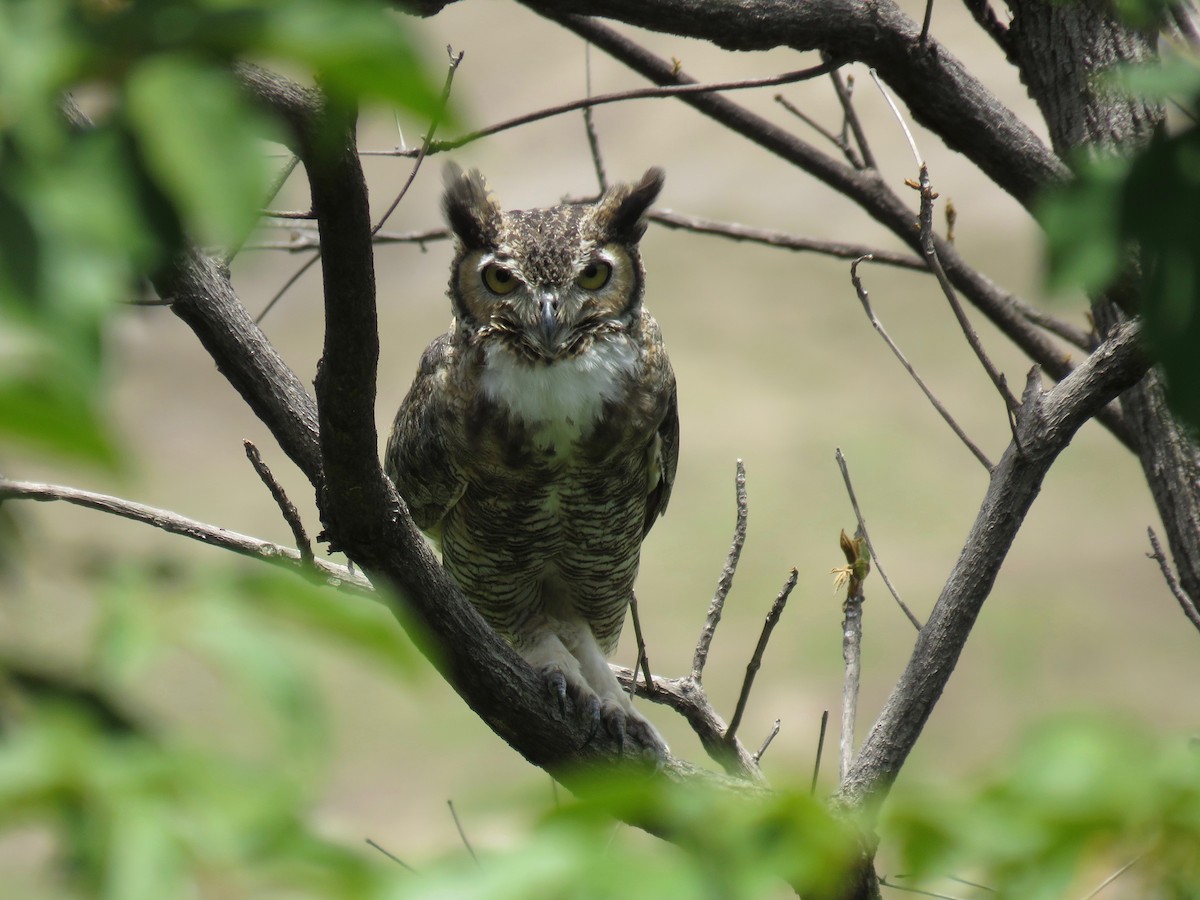 Great Horned Owl - John van Dort