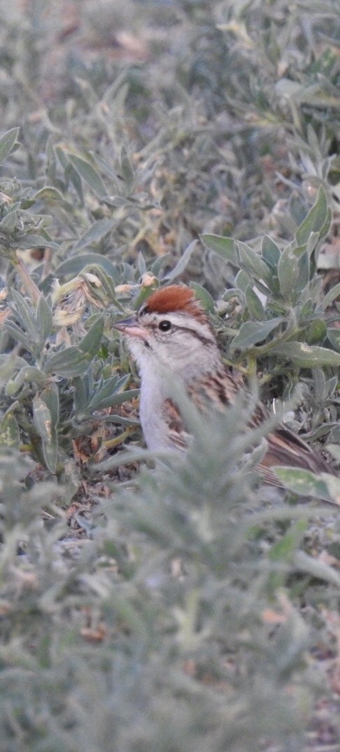 Chipping Sparrow - ML106925371
