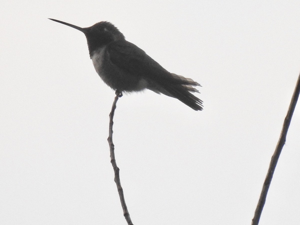 Black-chinned Hummingbird - ML106925431
