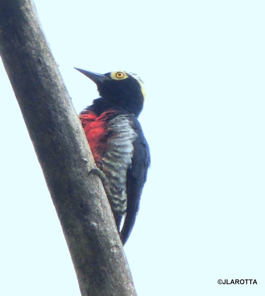 Yellow-tufted Woodpecker - ML106926121