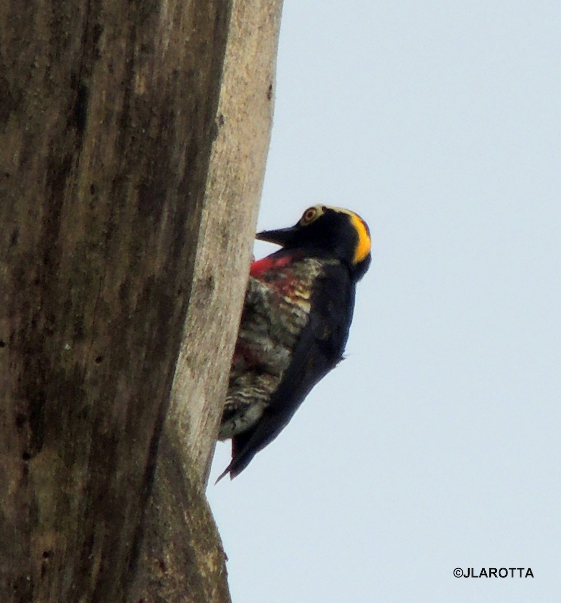 Yellow-tufted Woodpecker - ML106926141
