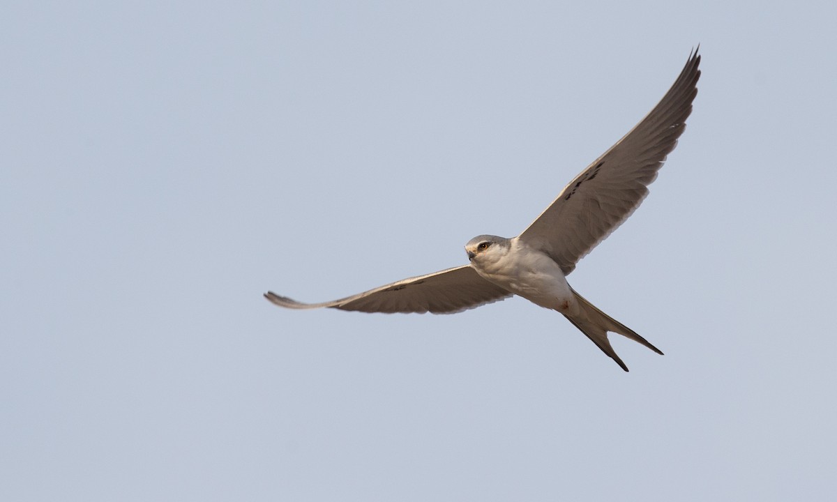Scissor-tailed Kite - ML106927341