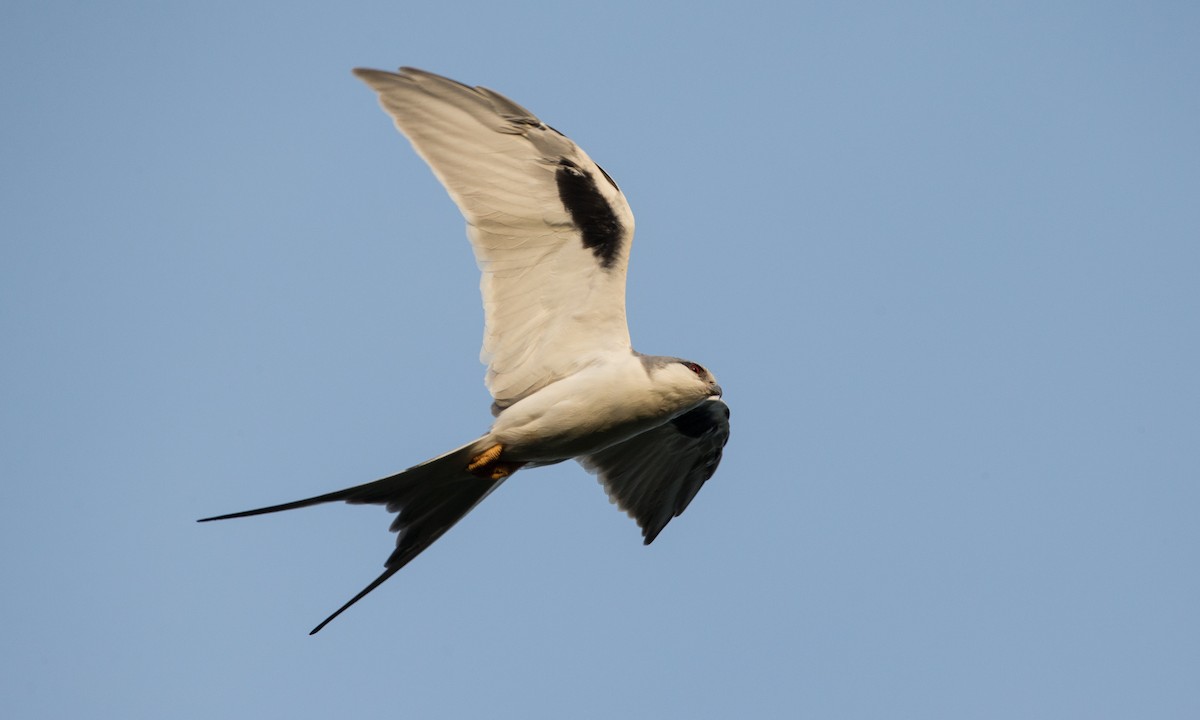 Scissor-tailed Kite - ML106927371