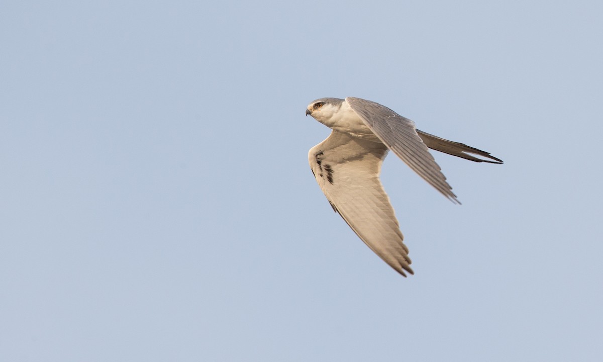 Scissor-tailed Kite - Chris Wood