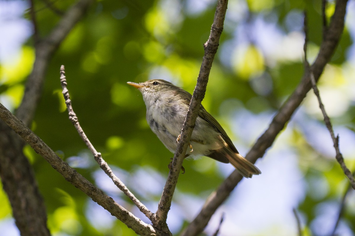 Two-barred Warbler - ML106928171