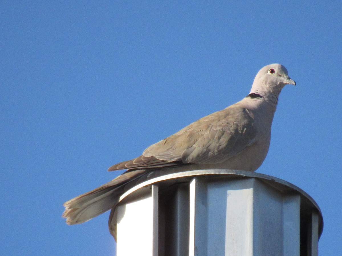 Eurasian Collared-Dove - Kyle Clements