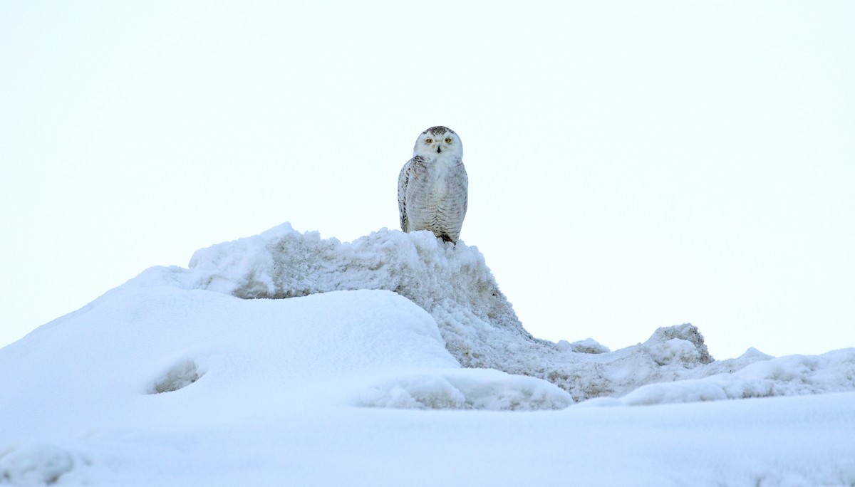 Snowy Owl - Sam Woods