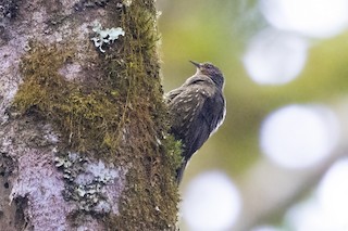  - Papuan Treecreeper