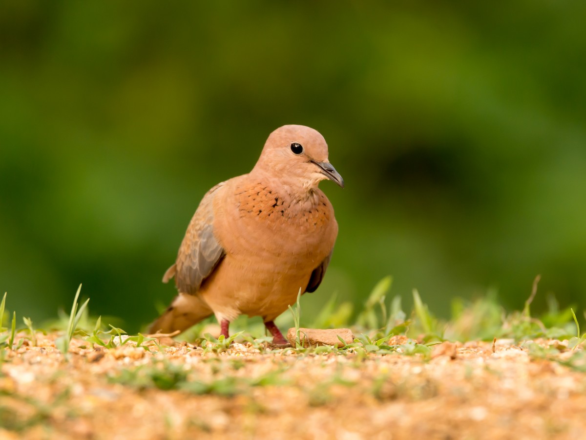 Laughing Dove - ML106930861