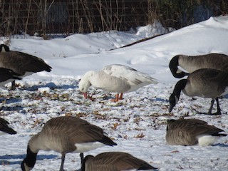 Snow Goose, ML106932001