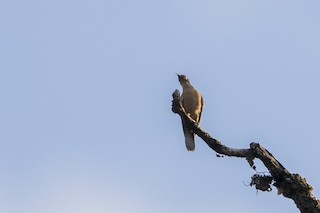  - Long-billed Cuckoo
