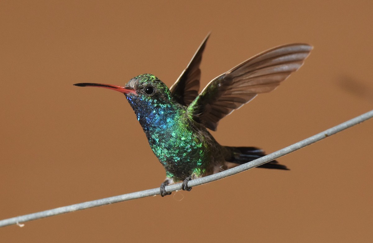 Broad-billed Hummingbird - Chris Rohrer