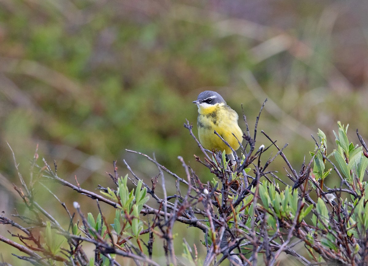 Eastern Yellow Wagtail - Sam Woods