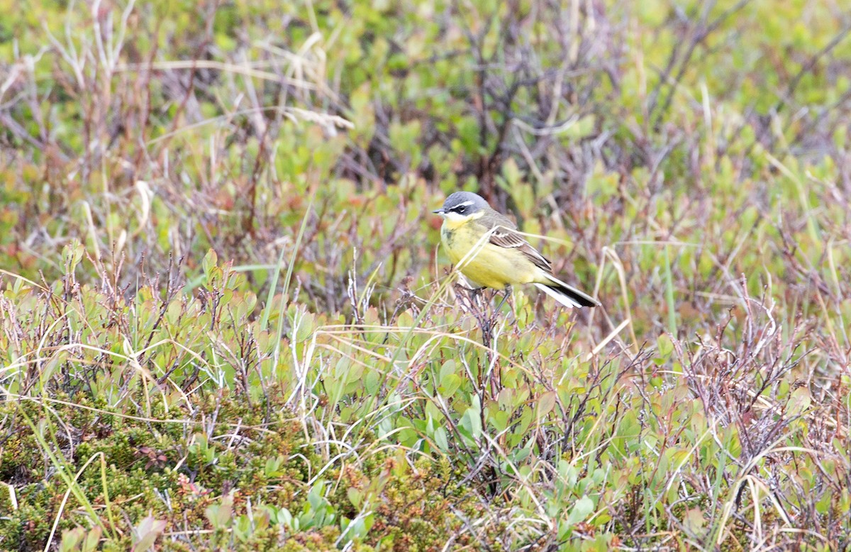 Eastern Yellow Wagtail - Sam Woods