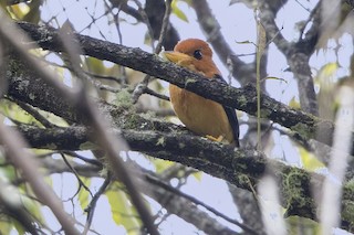  - Mountain Kingfisher