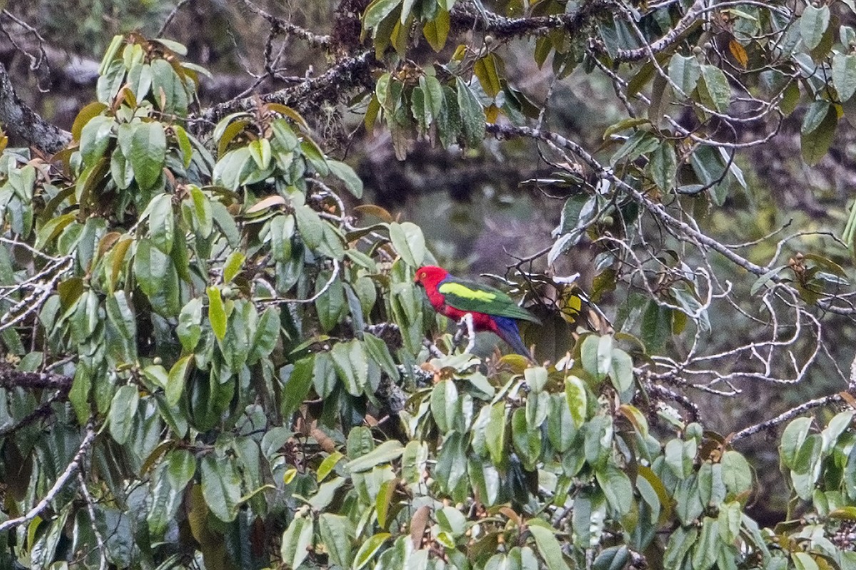 Papuan King-Parrot - ML106934011
