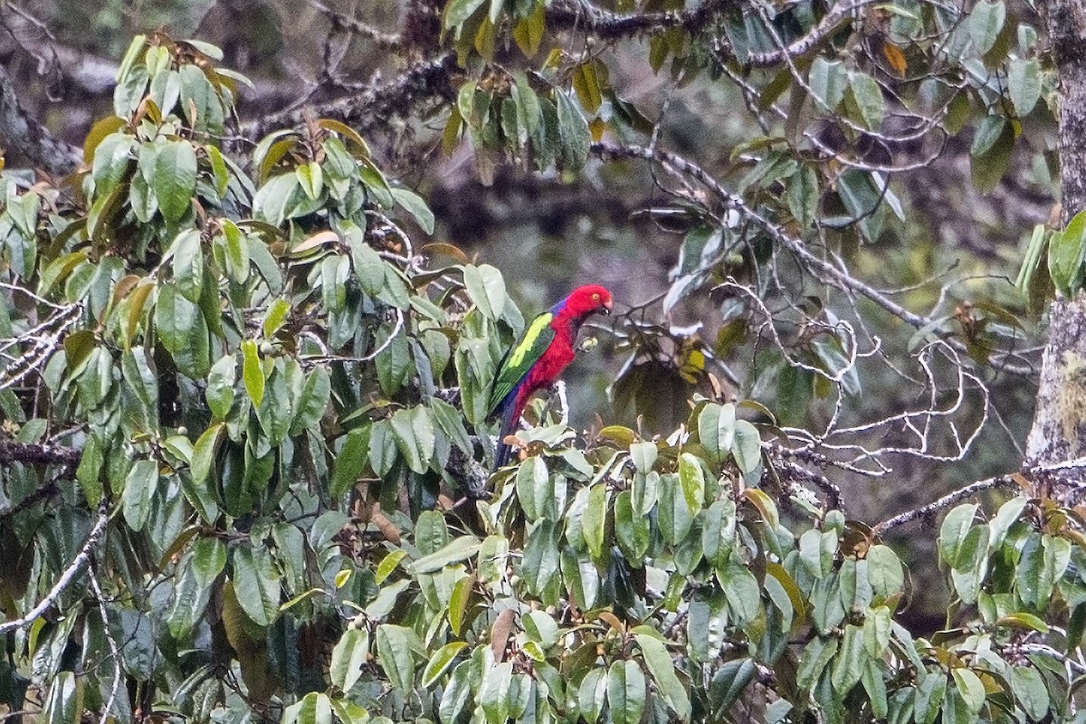 Papuan King-Parrot - ML106934021