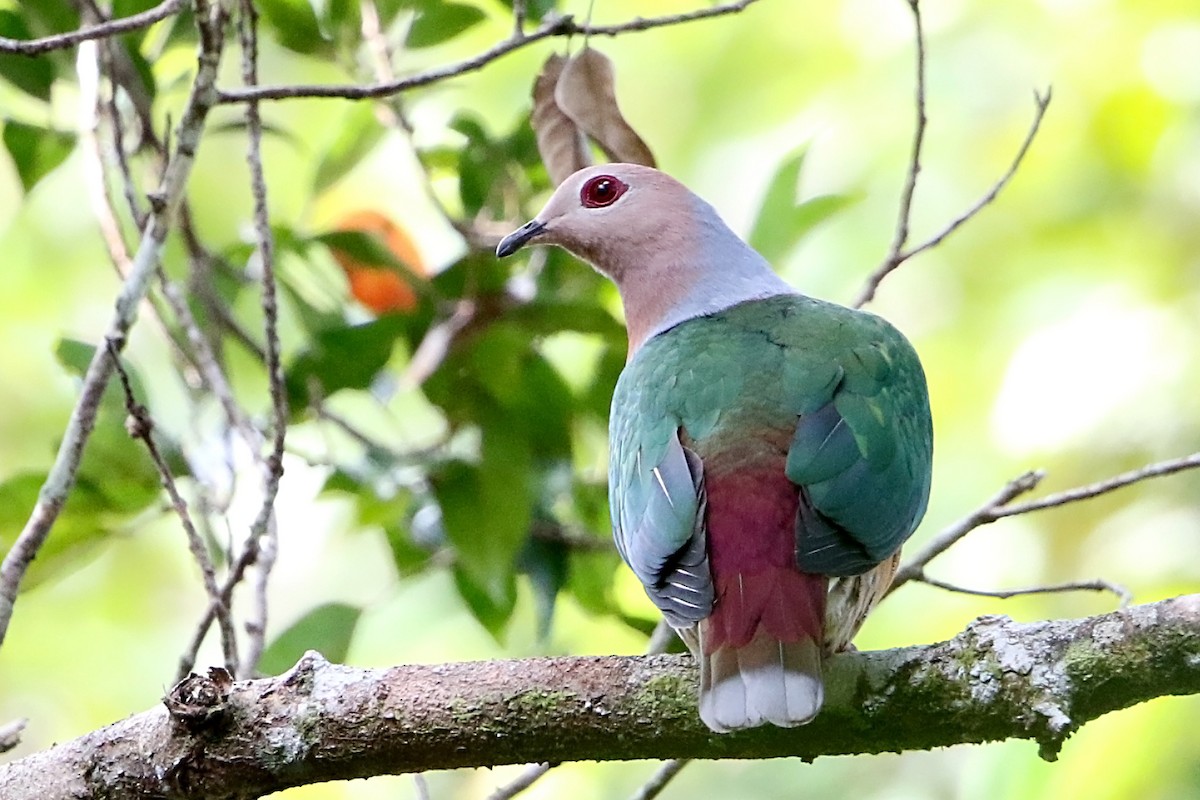 Purple-tailed Imperial-Pigeon - ML106934231