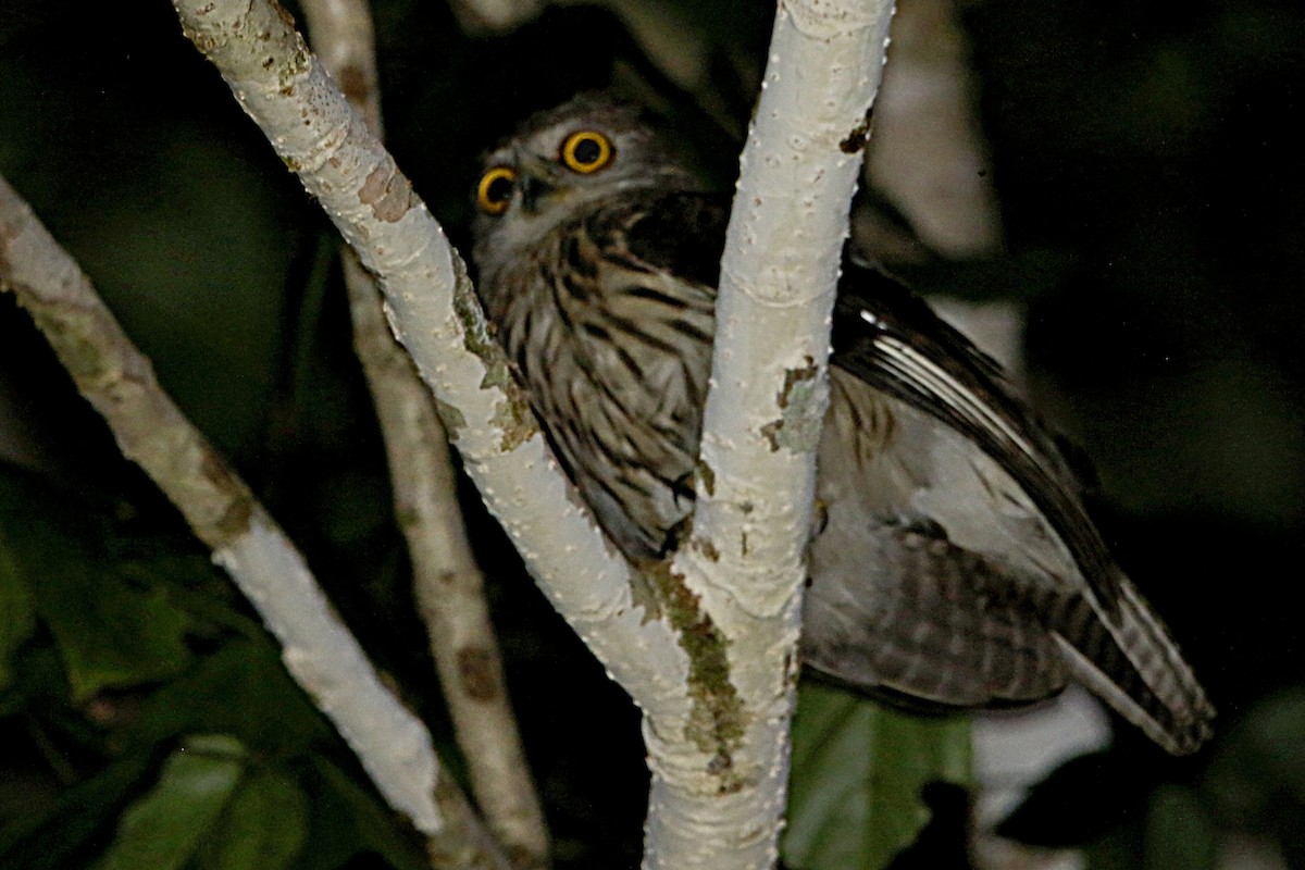 Papuan Owl - Bradley Hacker 🦜