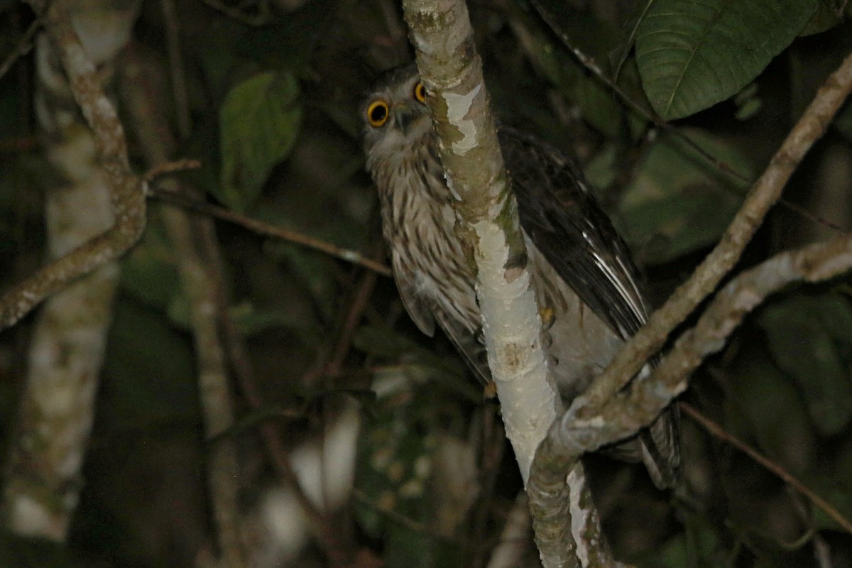Papuan Owl - Bradley Hacker 🦜