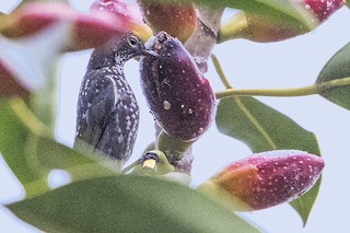  - Spotted Berrypecker