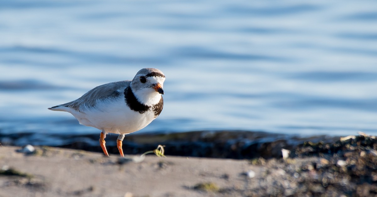 Piping Plover - ML106938321