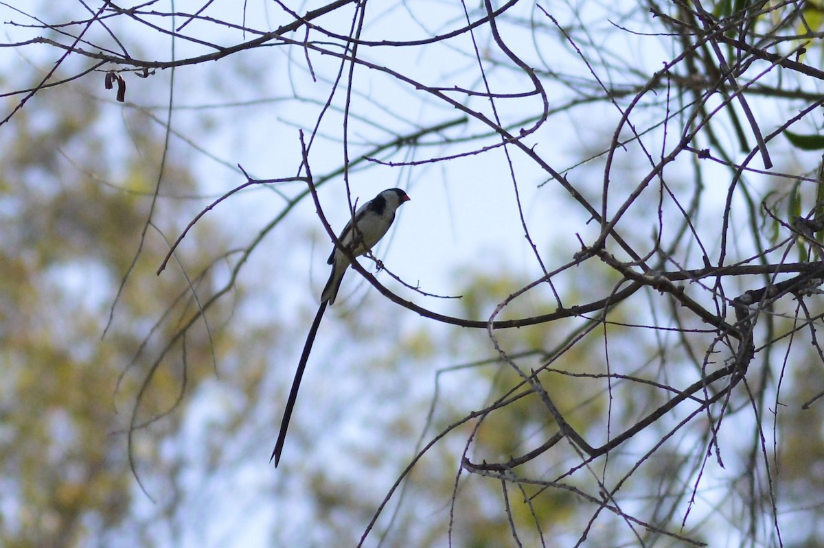Pin-tailed Whydah - ML106939461