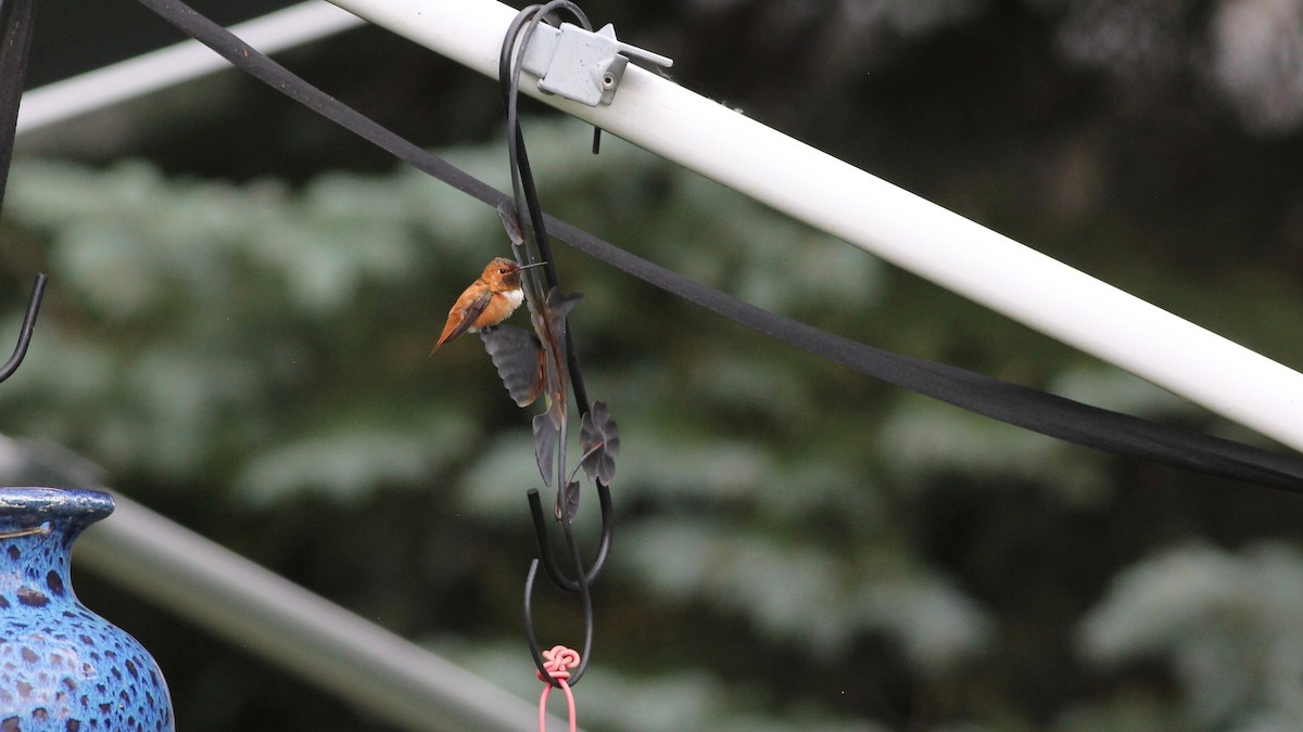 Rufous Hummingbird - ML106939961