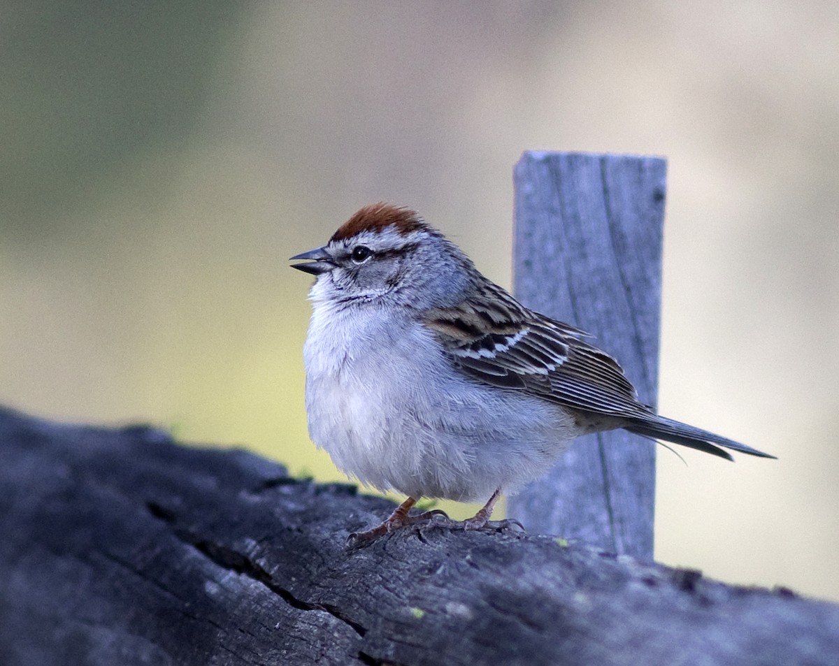 Chipping Sparrow - Alan Burger